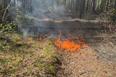 Пожар в лесу РАЛХ Бурятии