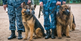 Ливень сорвал показательные выступления сотрудников УФСИН со служебными собаками в Бурятии Анна Огородник, UlanMedia