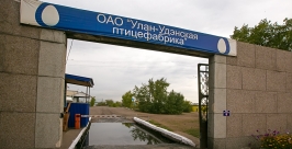В новом корпусе птицефабрики в Улан-Удэ за год смогут произвести до 60 млн яиц Анна Огородник, UlanMedia