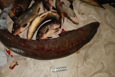 Он поймал самку сибирского осетра с икрой весом 3,4 кг прокуратура Бурятии