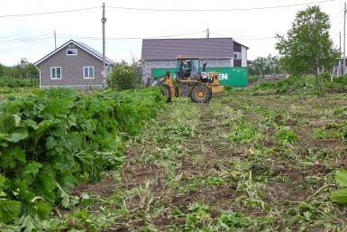 Дачников могут лишить земли за заросший сорняками участок пресс-служба администрации Южно-Сахалинска