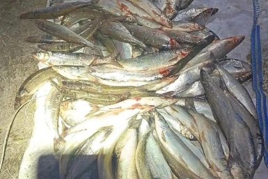 Байкальский омуль запрещено ловить МВД по Бурятии