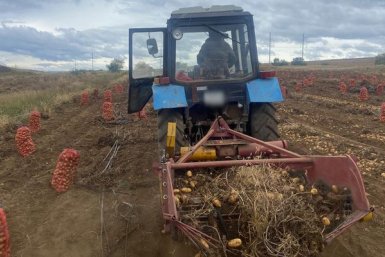 Урожай уже распределили по меню других колоний региона УФСИН РБ