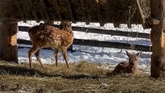 Имена малышам выбрали сотрудники, которые ежедневно ухаживают за животными. Этнографический музей РБ